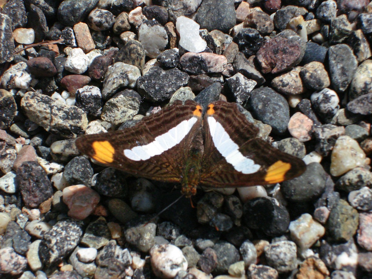 Iphicleola Sister - ML647828394