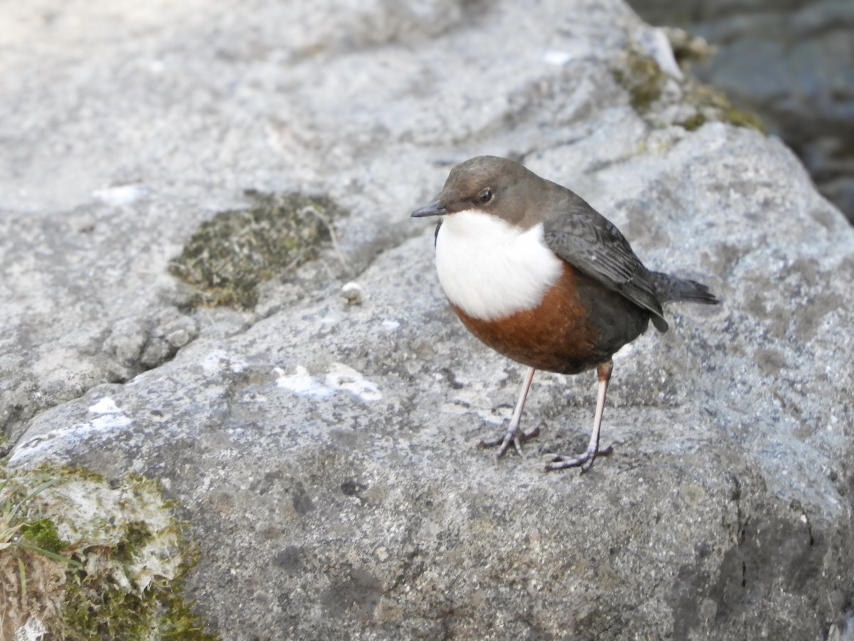 Mirlo Acuático Europeo - ML647828400