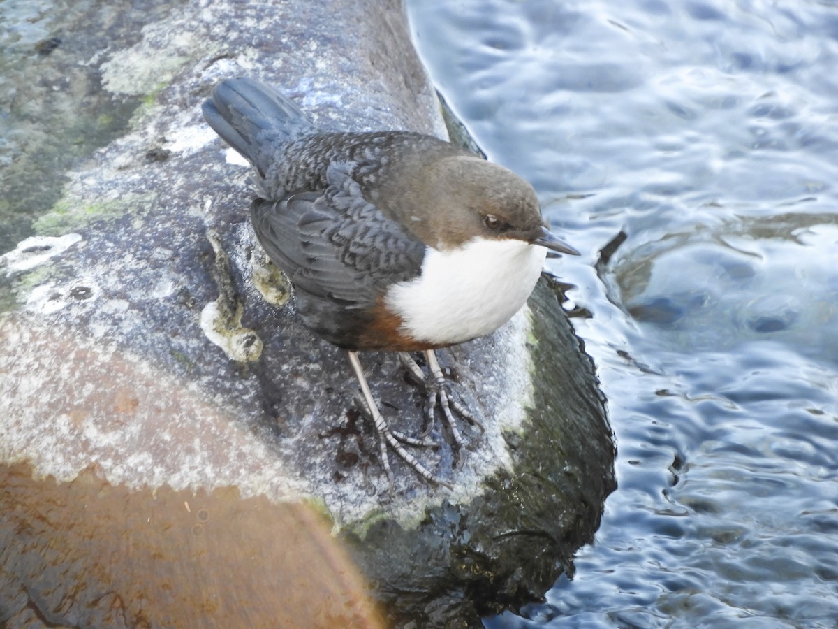 Mirlo Acuático Europeo - ML647828401