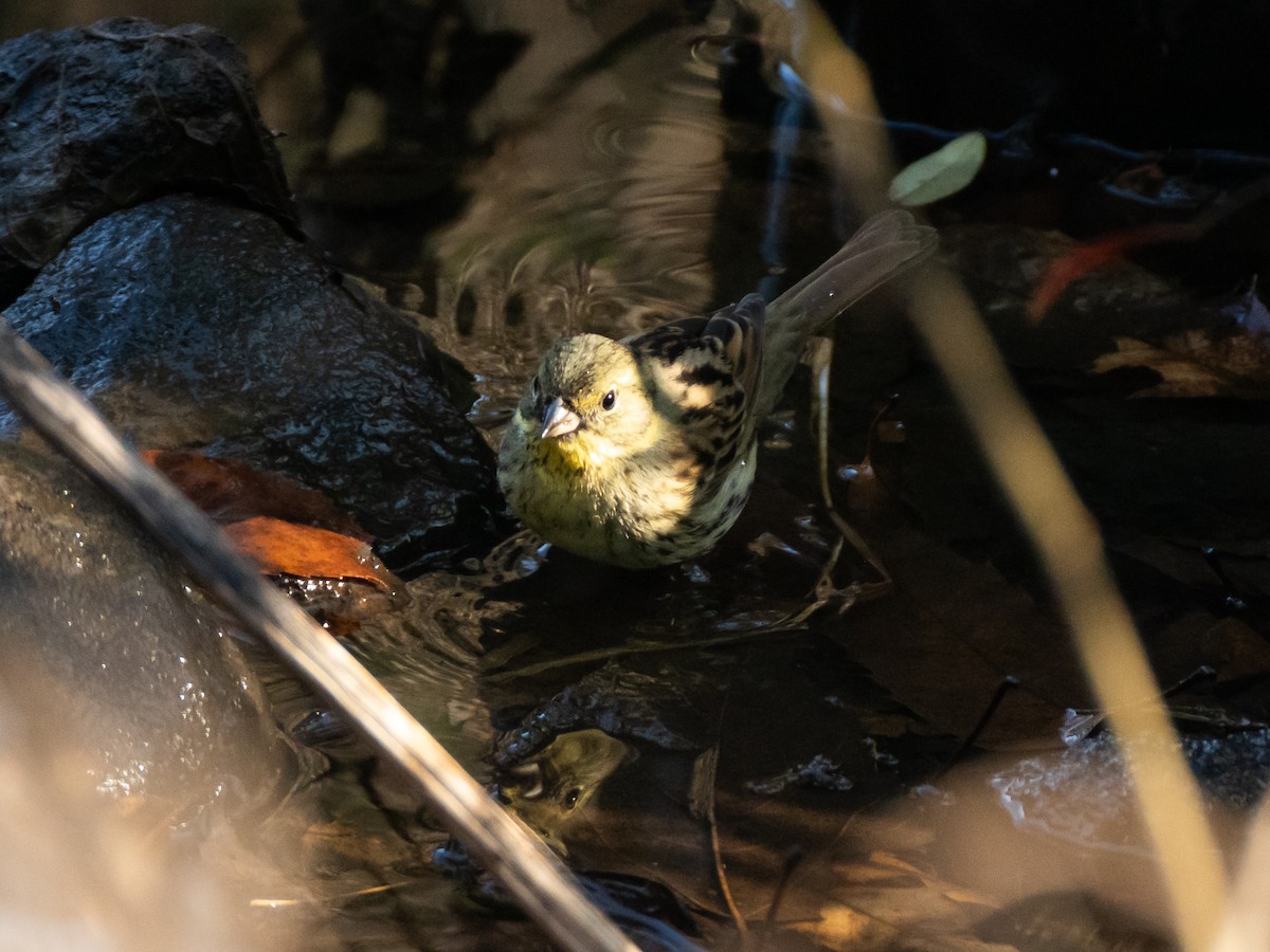 Masked Bunting - ML647828411