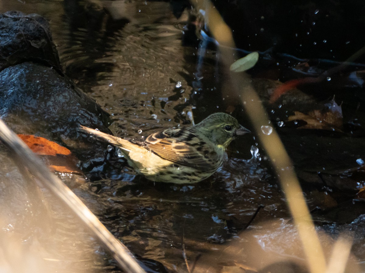 Masked Bunting - ML647828412