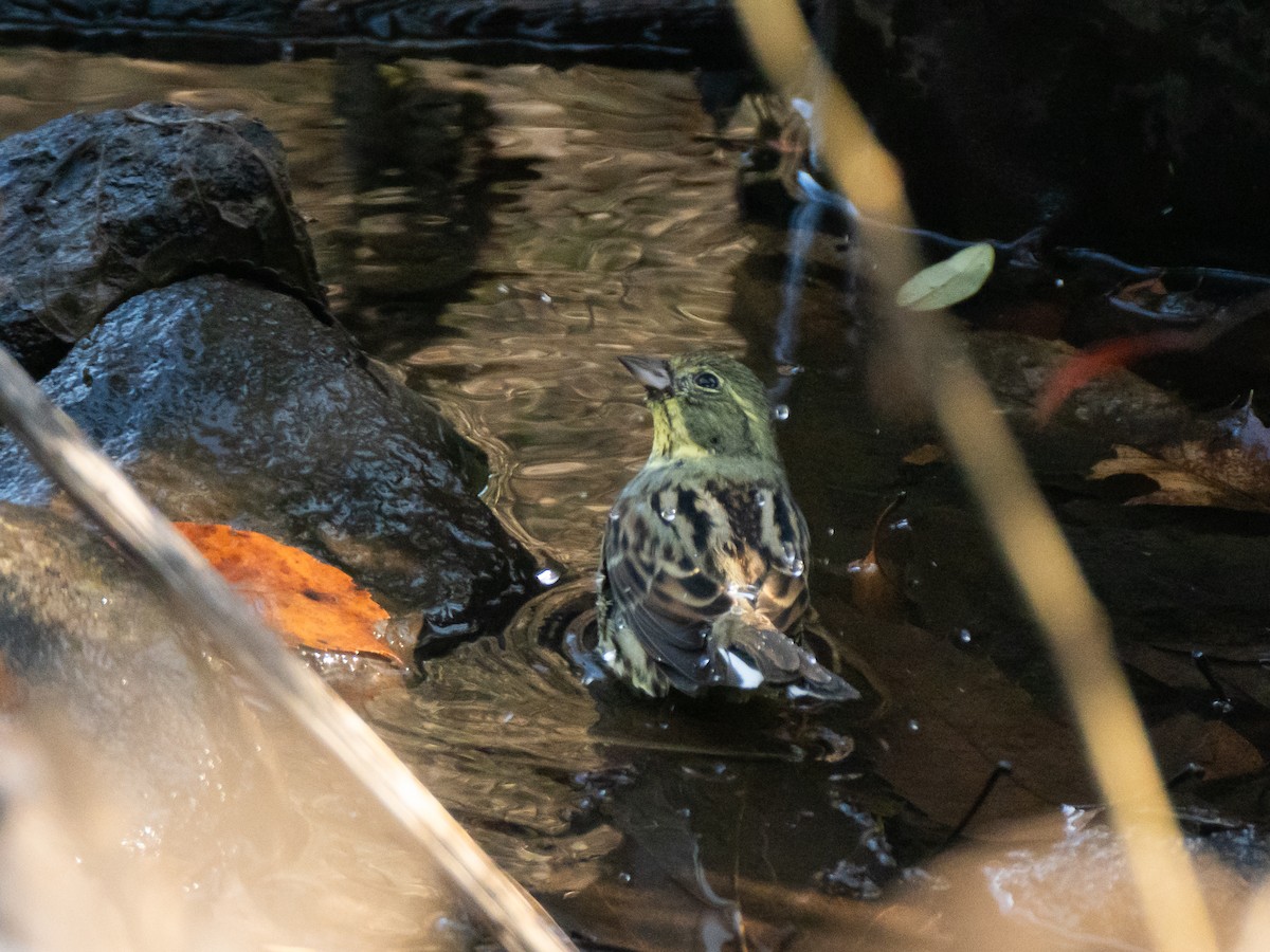 Masked Bunting - ML647828413
