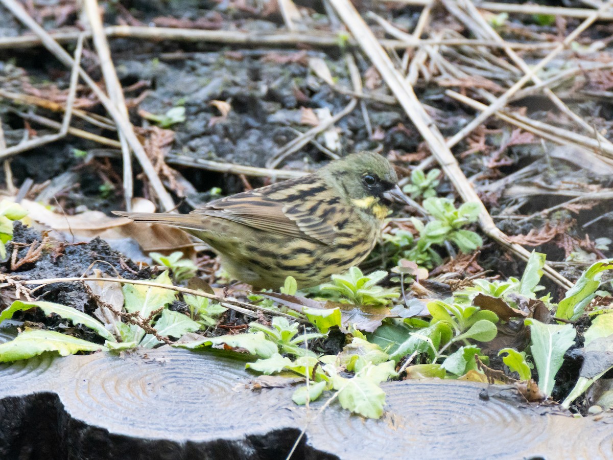 Masked Bunting - ML647828414