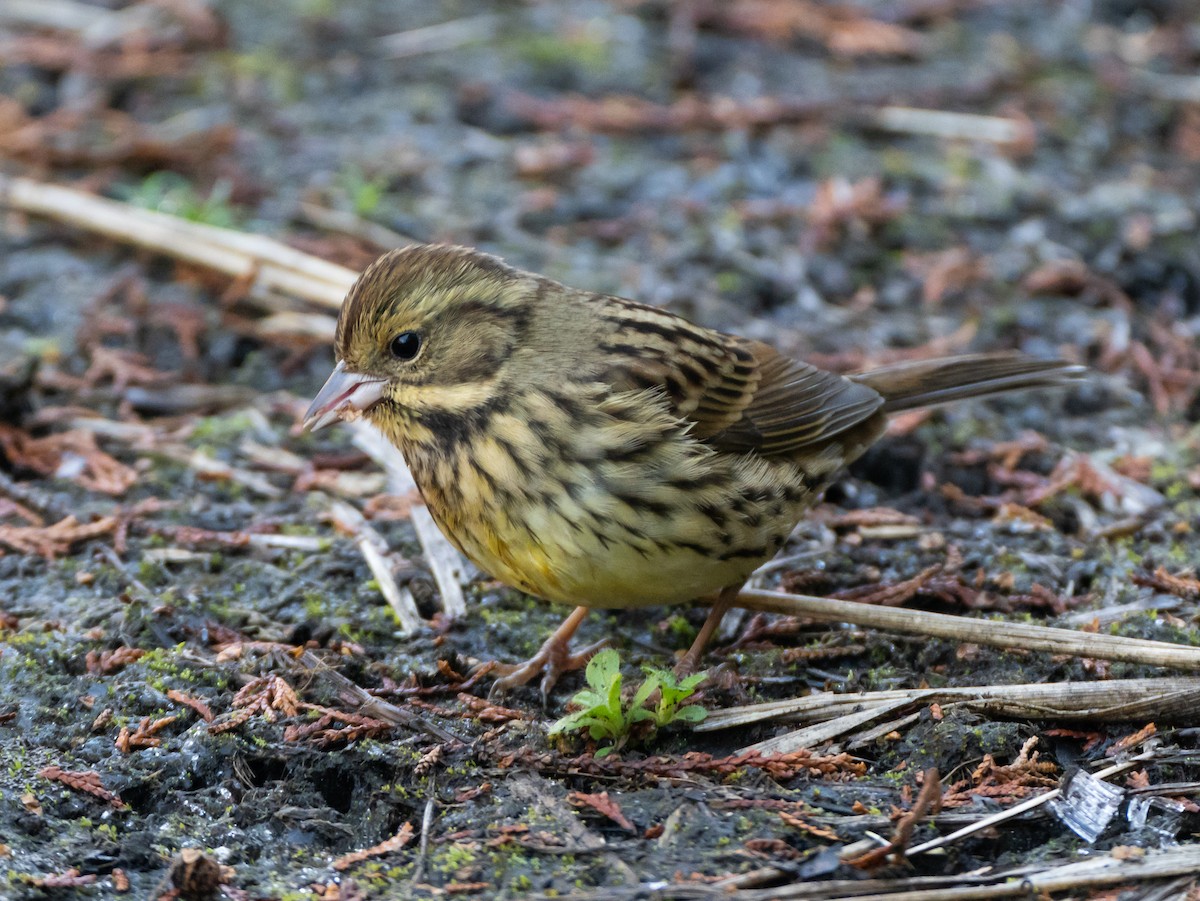Masked Bunting - ML647828417
