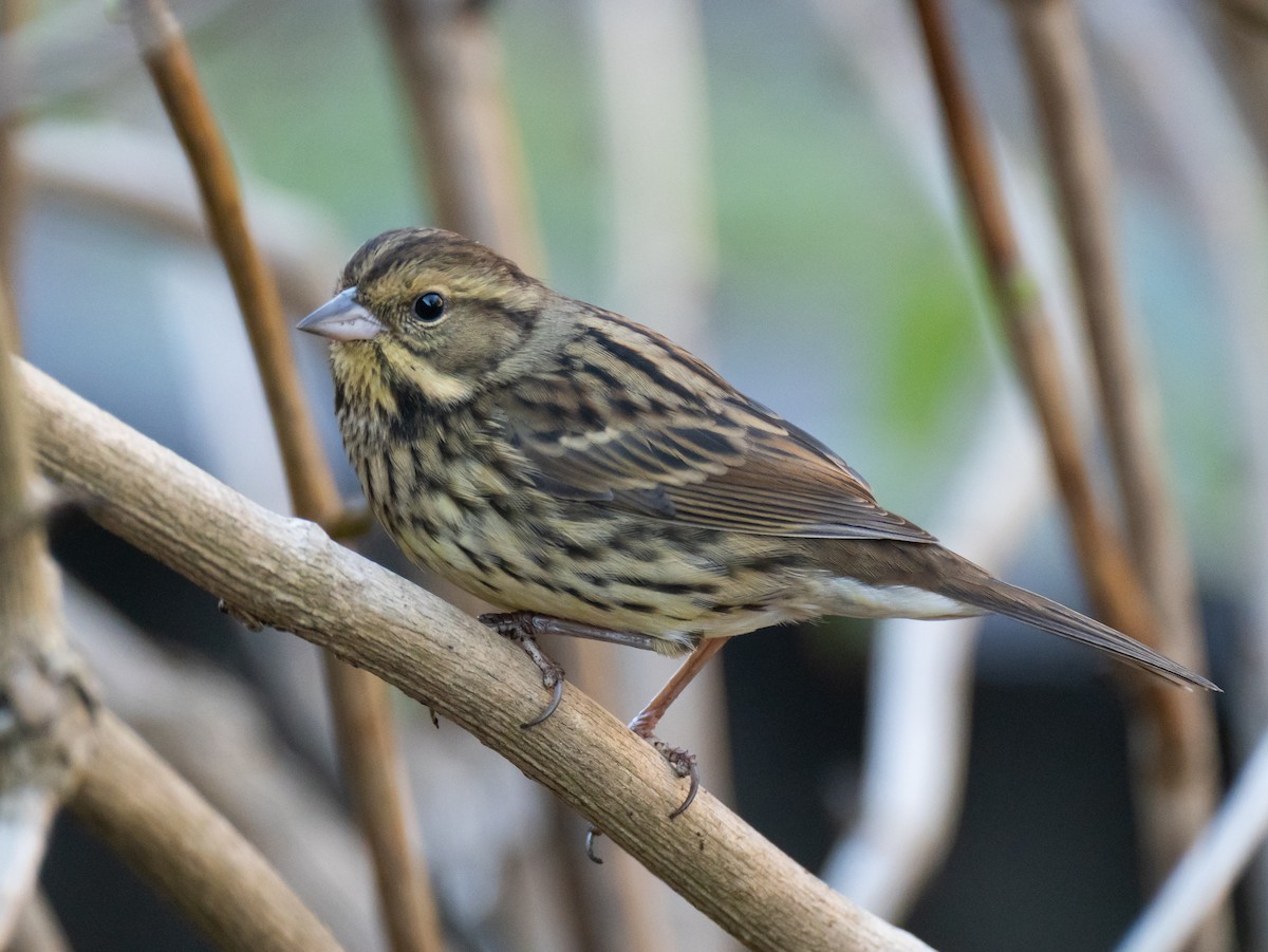 Masked Bunting - ML647828418