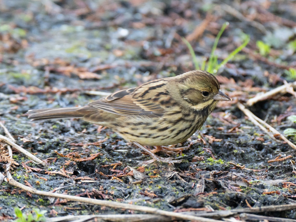 Masked Bunting - ML647828419