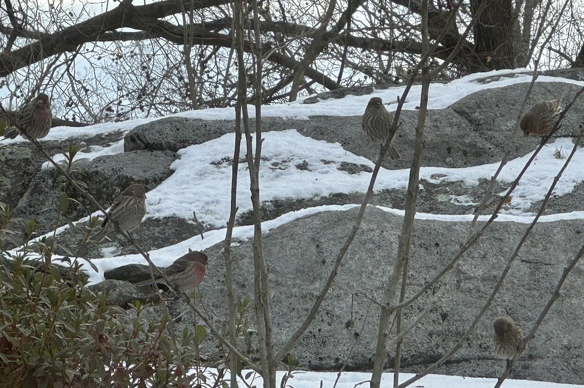 House Finch - ML647828424