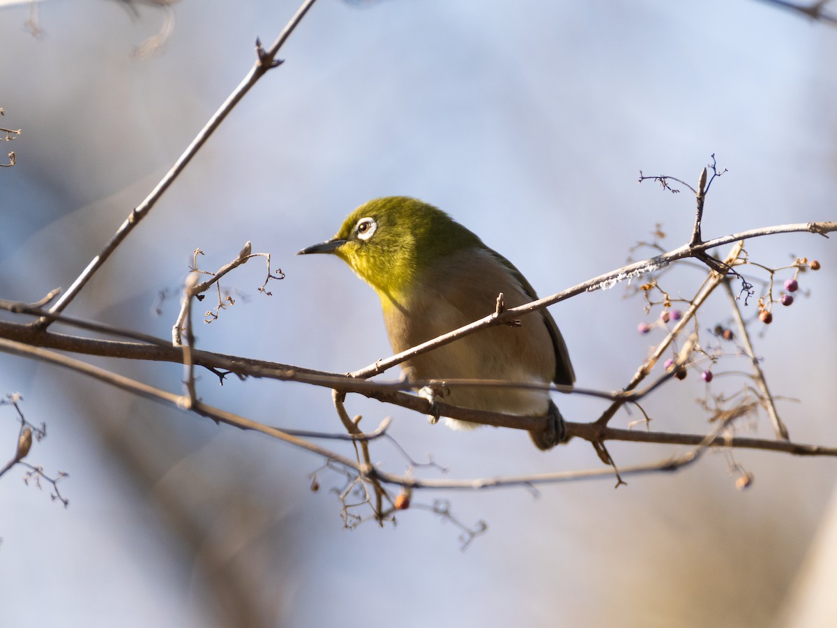 Warbling White-eye - ML647828426