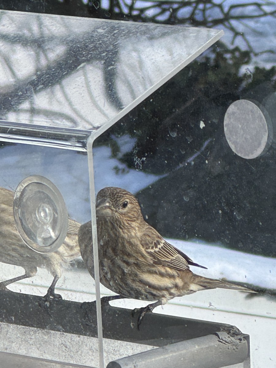 House Finch - ML647828429