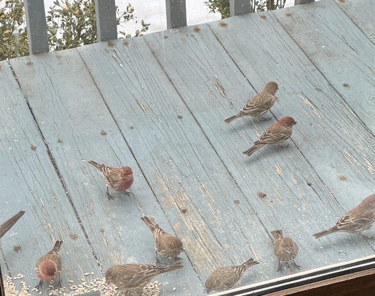 House Finch - ML647828434