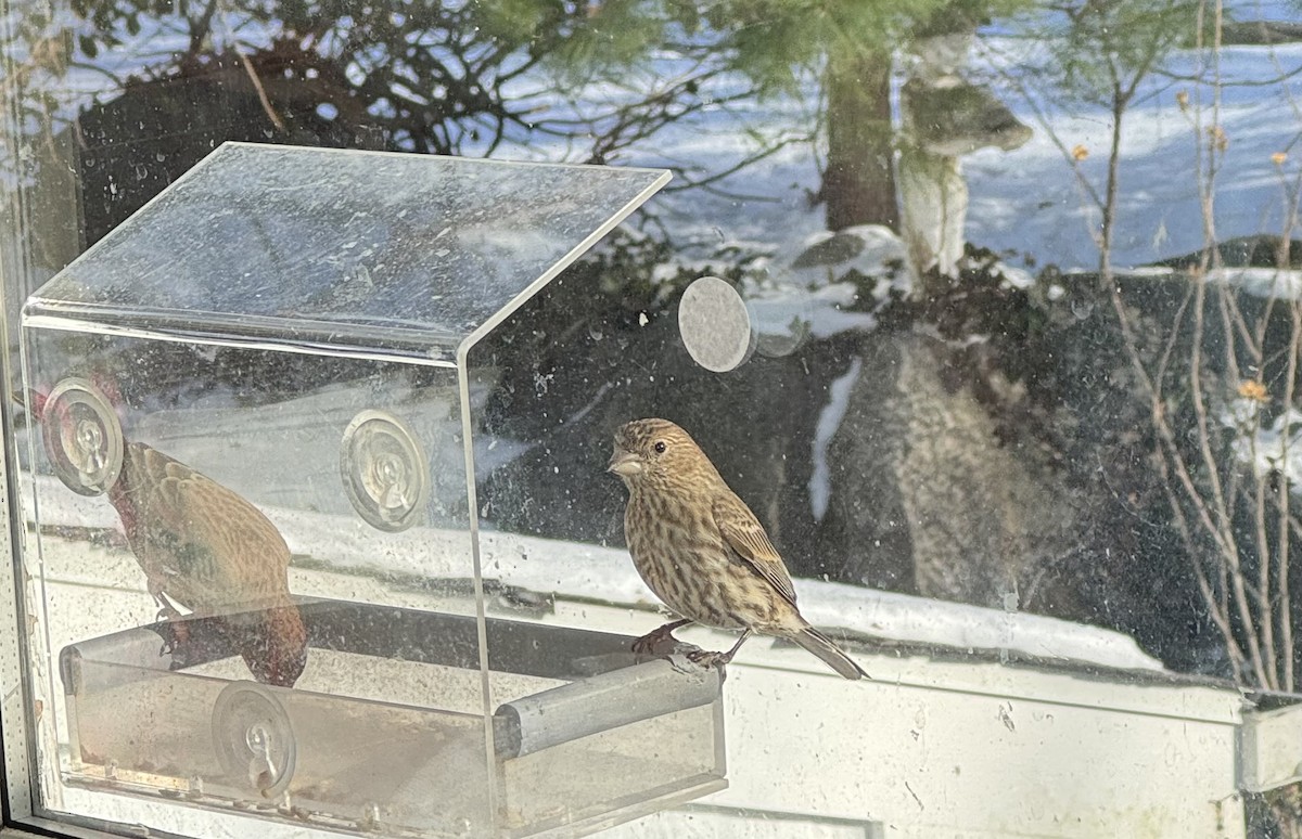 House Finch - ML647828437