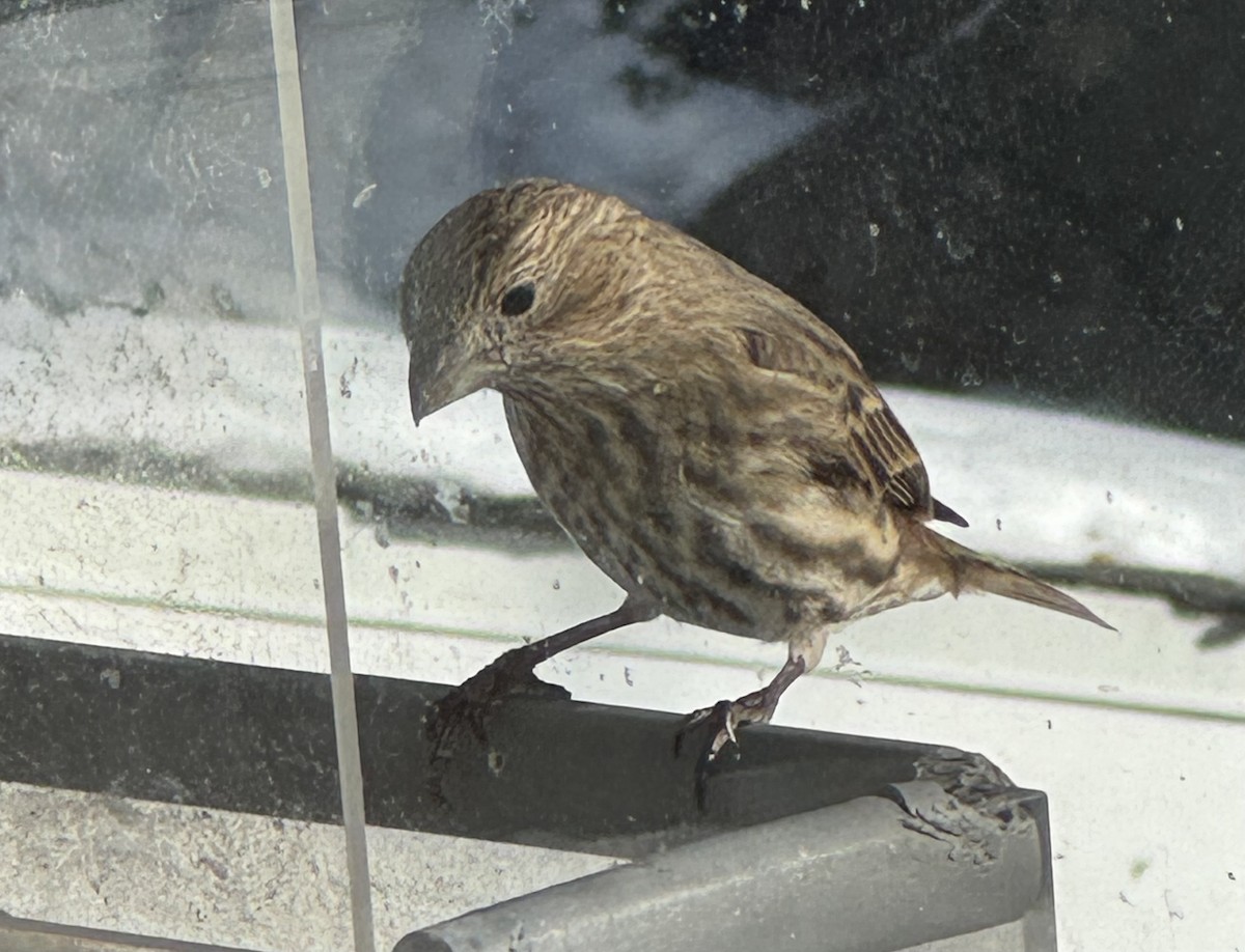 House Finch - ML647828445