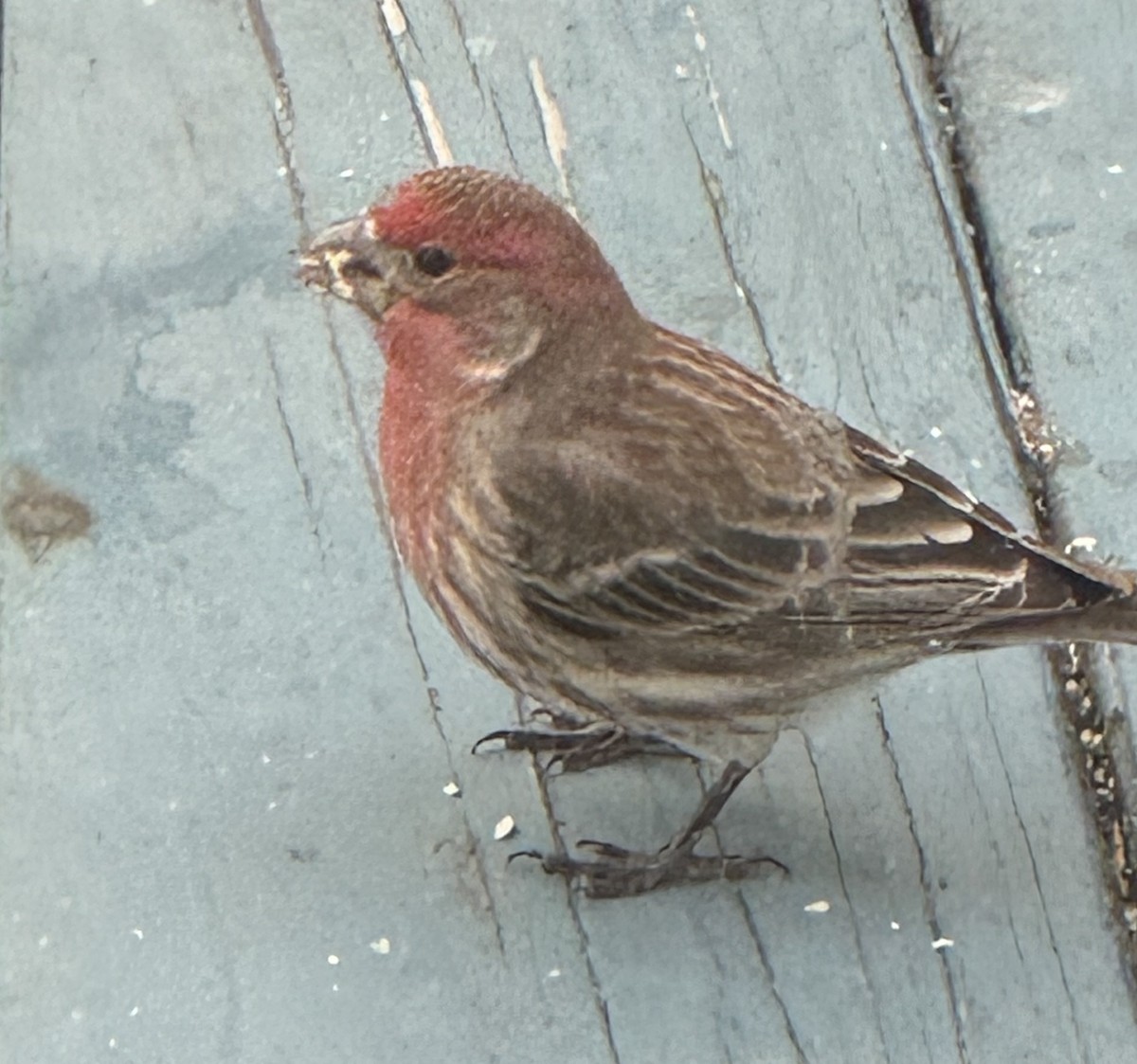 House Finch - ML647828447