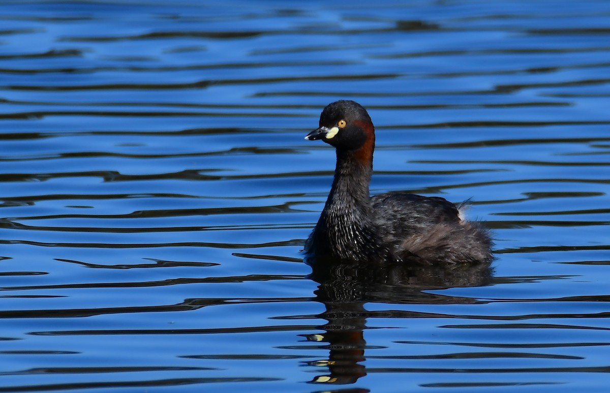 Australasian Grebe - ML647828448