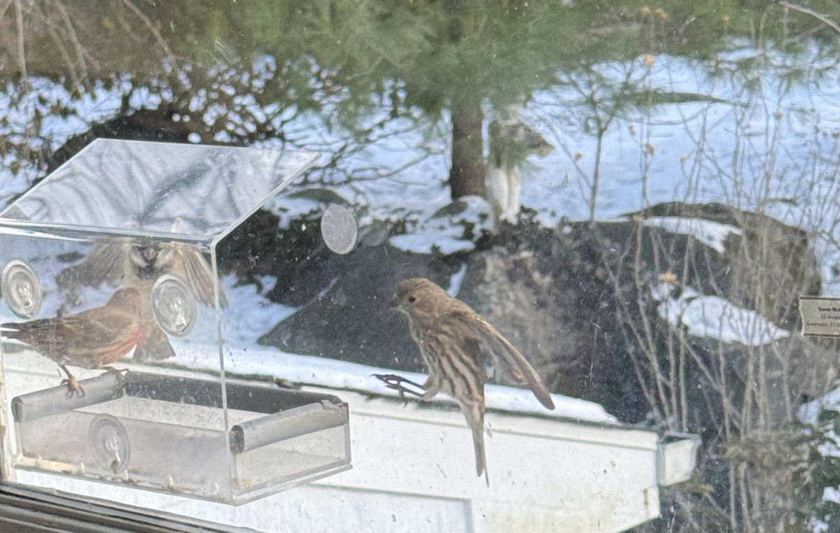 House Finch - ML647828457