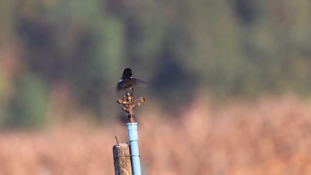 Pied Bushchat - ML647828481