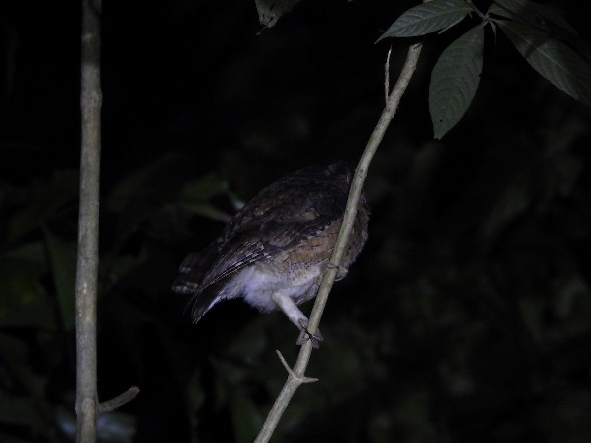 Indian Scops-Owl - ML647828492