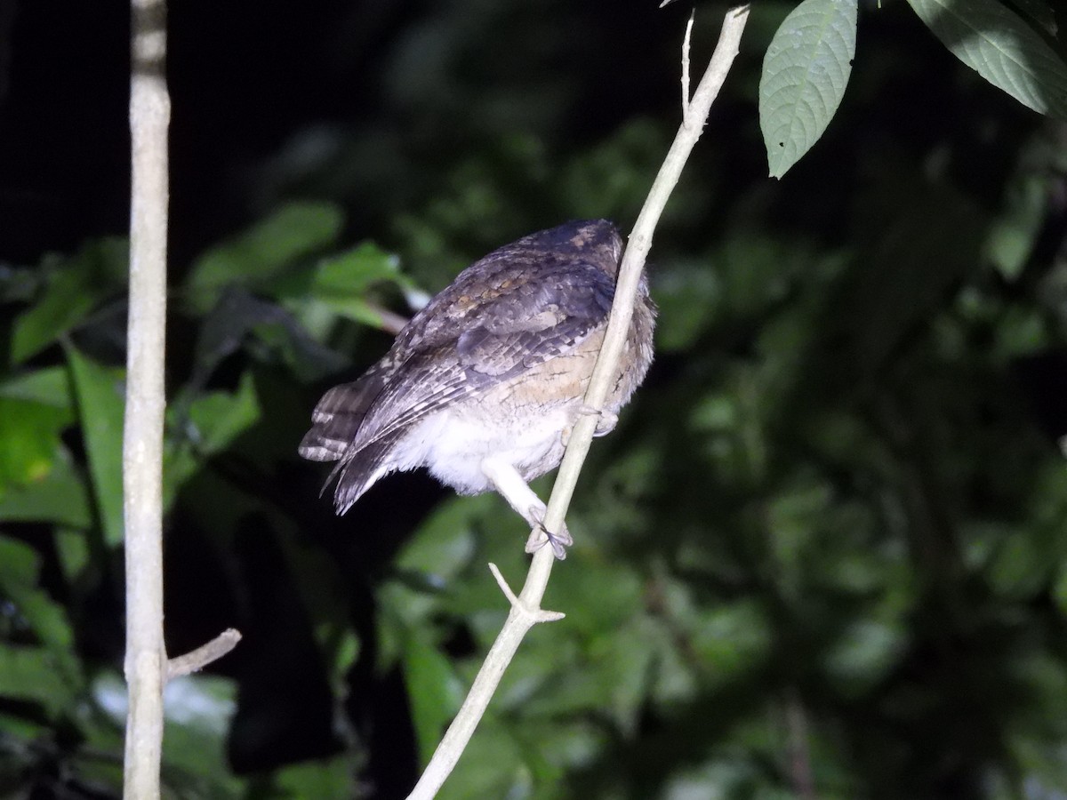 Indian Scops-Owl - ML647828493