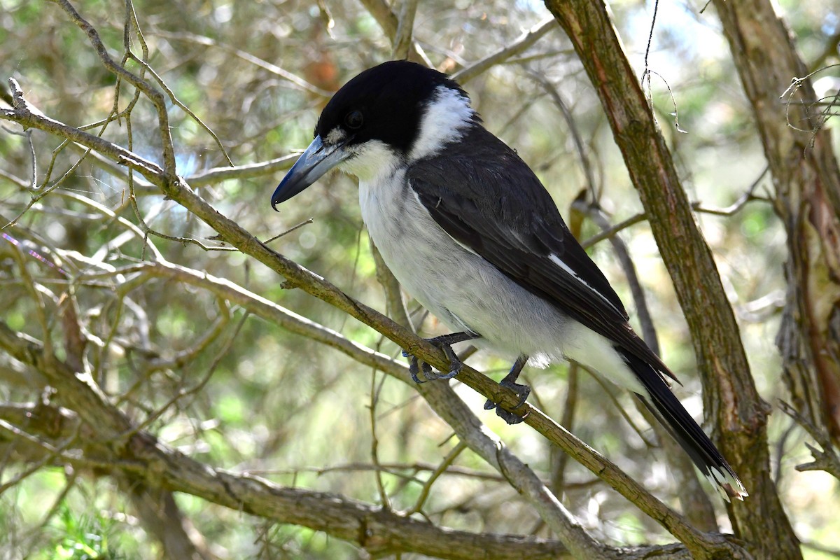 Gray Butcherbird - ML647828497