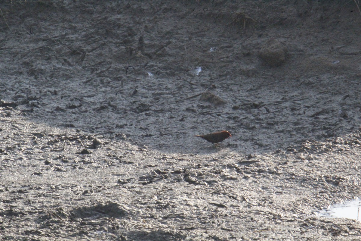 Red Avadavat - ML647828498