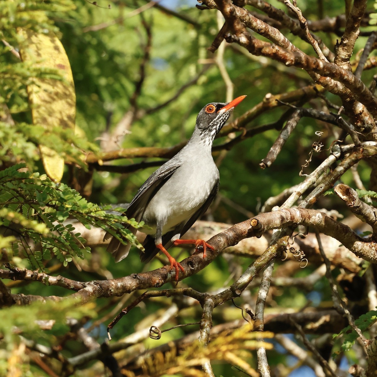 Eastern Red-legged Thrush - ML647828500