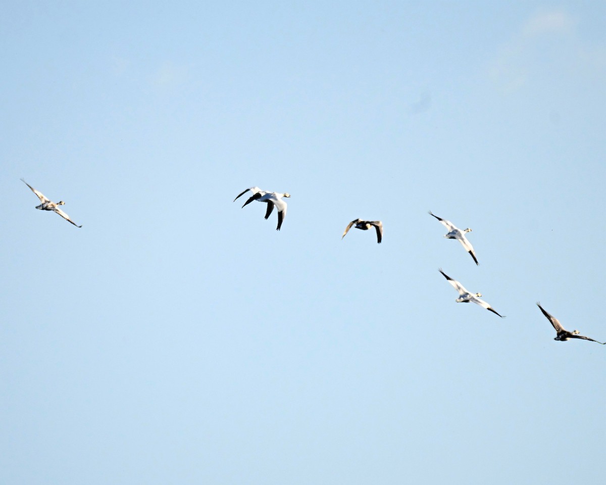 Snow Goose - ML647828501