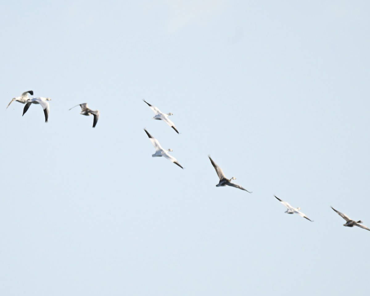 Snow Goose - ML647828502