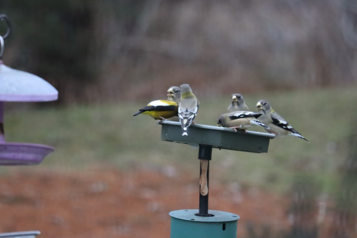 Evening Grosbeak - ML647828505