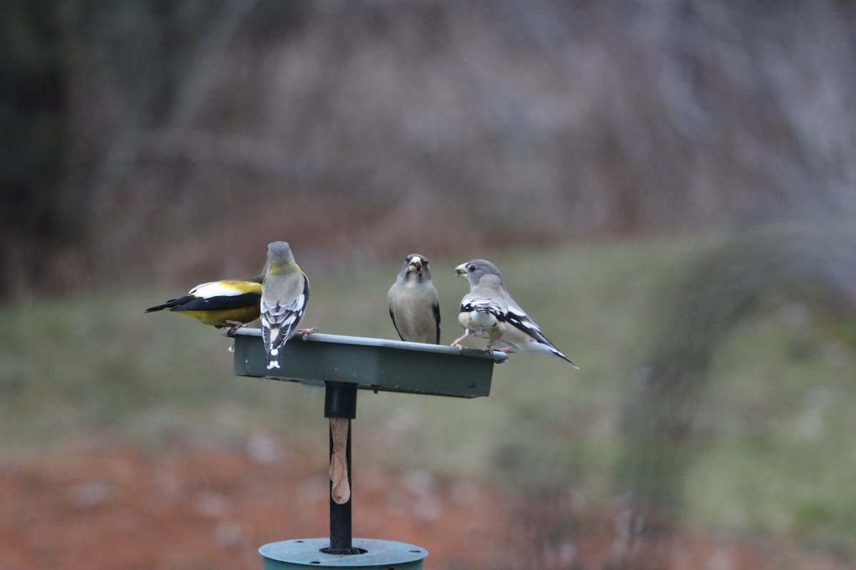 Evening Grosbeak - ML647828507