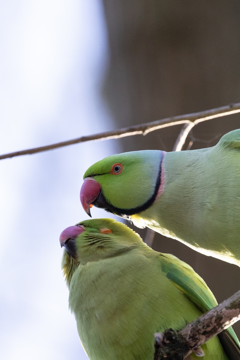 Rose-ringed Parakeet - ML647828509