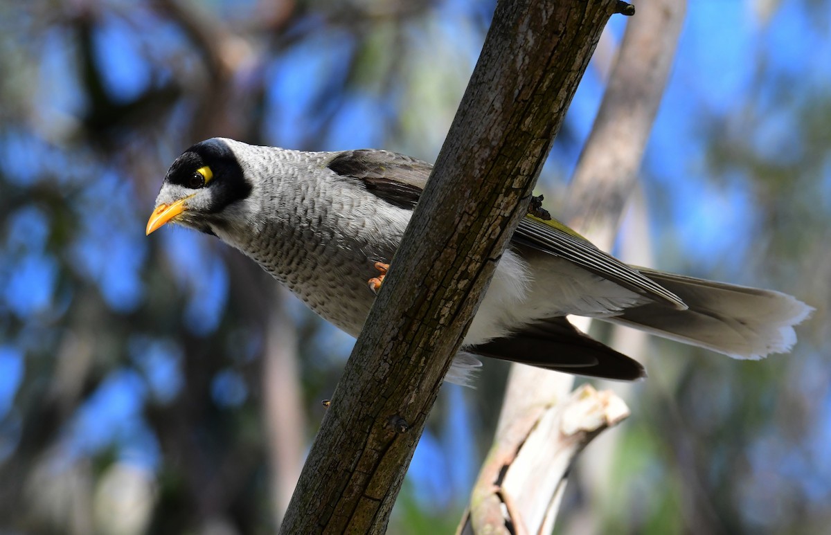 Noisy Miner - ML647828510