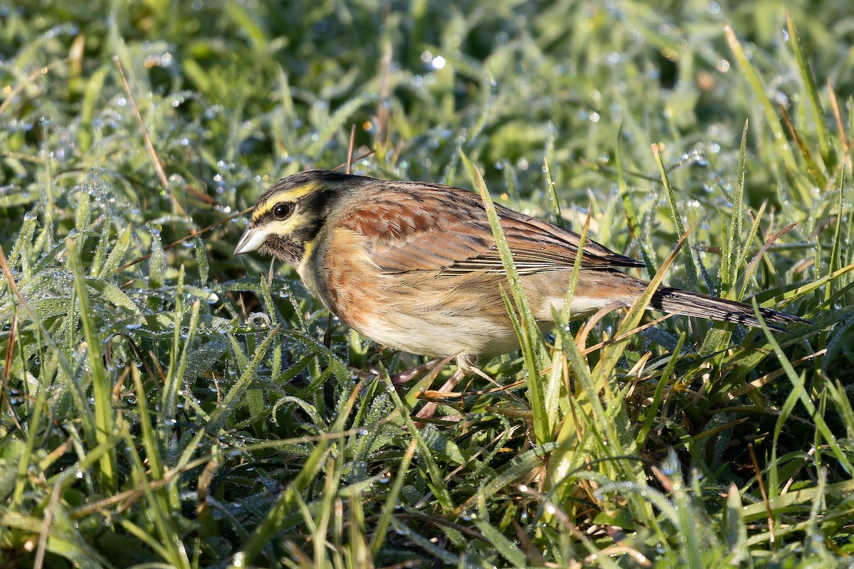 Cirl Bunting - ML647828511