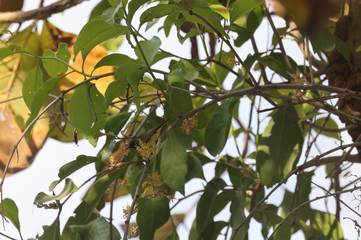 Ornate Sunbird - ML647828512