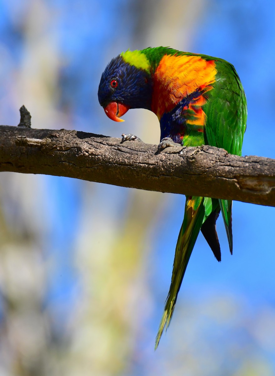Rainbow Lorikeet - ML647828513