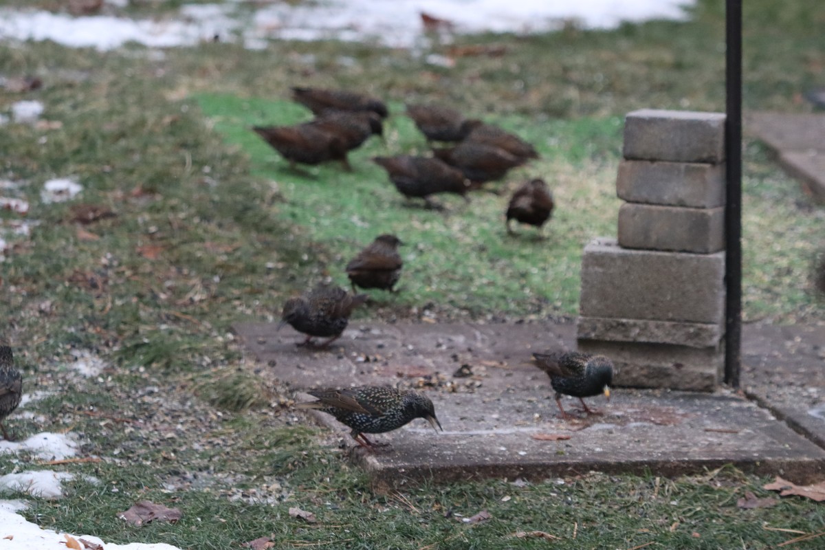 European Starling - ML647828514