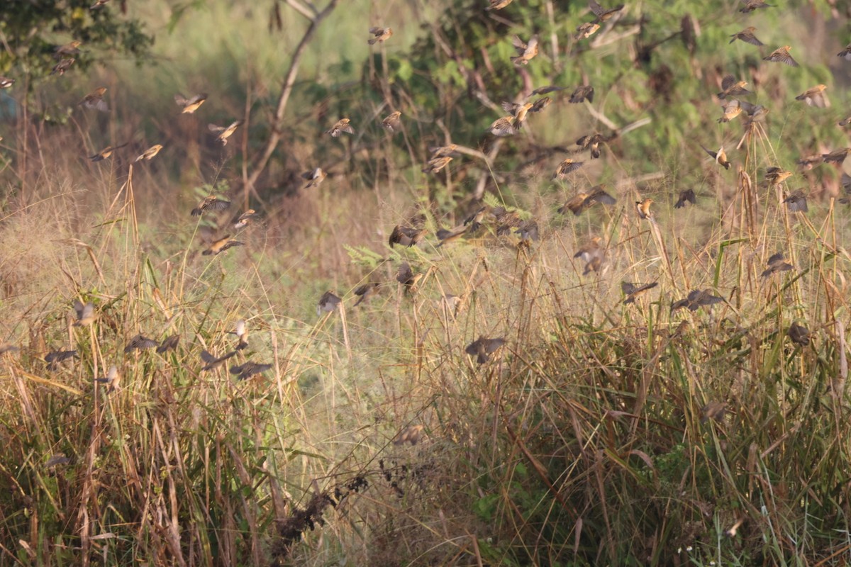 Baya Weaver - ML647828515