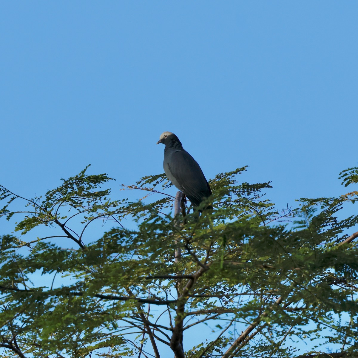 White-crowned Pigeon - ML647828516