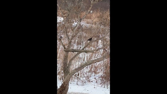 Пурпурный гракл - ML647828517