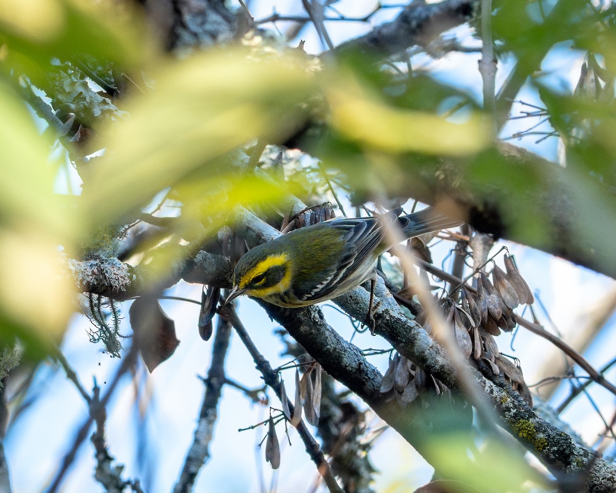 Townsend's Warbler - ML647828518