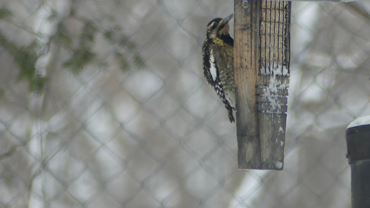 Yellow-bellied Sapsucker - ML647828527