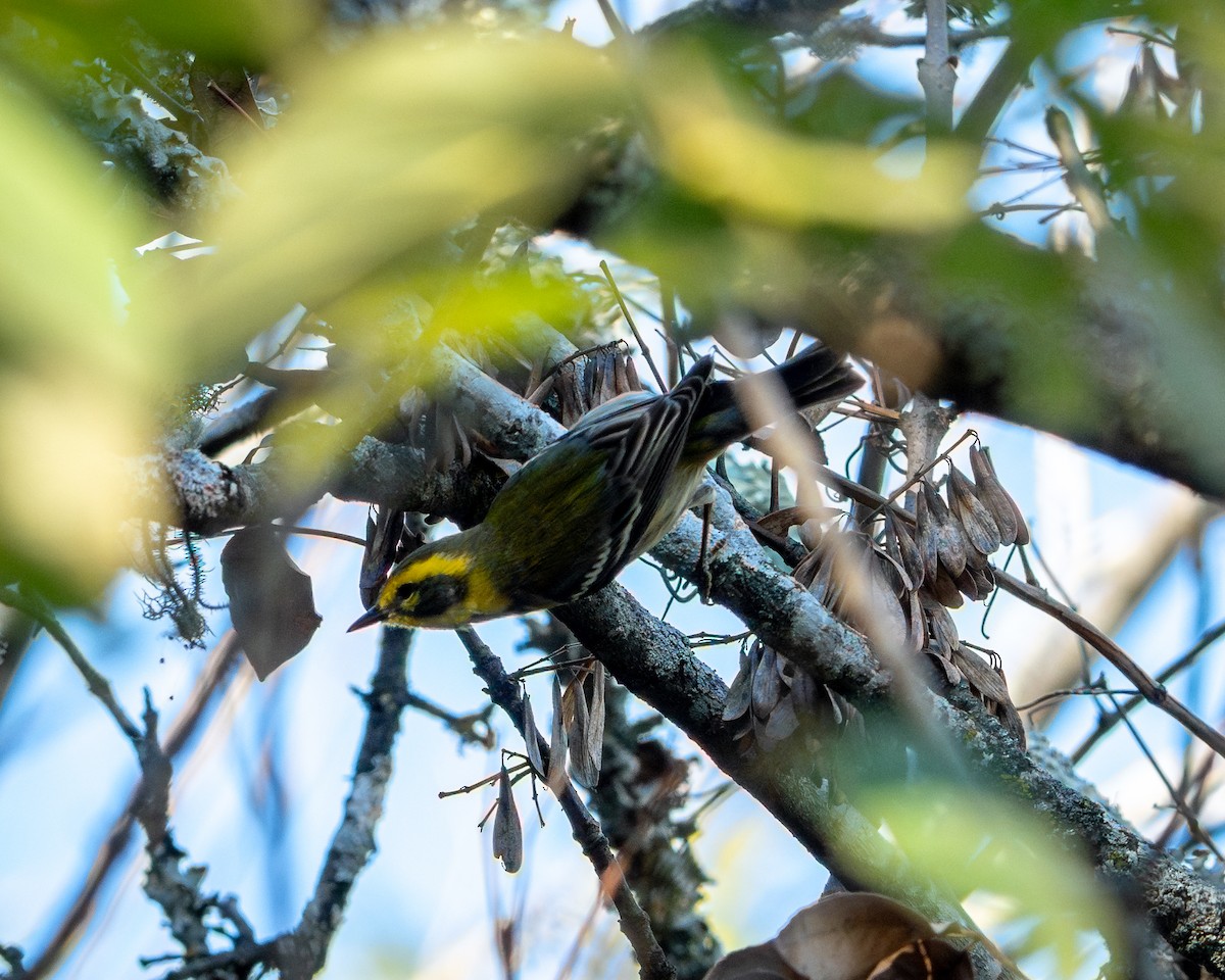 Townsend's Warbler - ML647828529