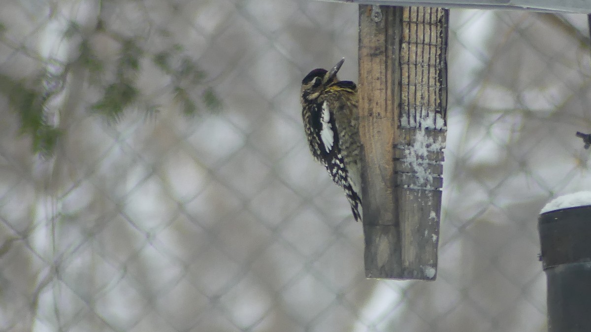 Yellow-bellied Sapsucker - ML647828540