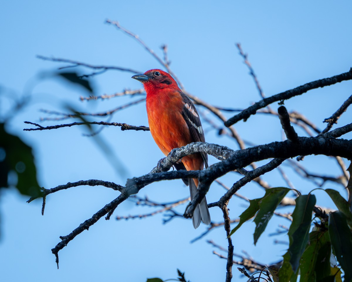 Flame-colored Tanager - ML647828542