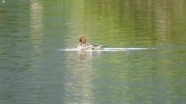 Длинноносый крохаль - ML647828593