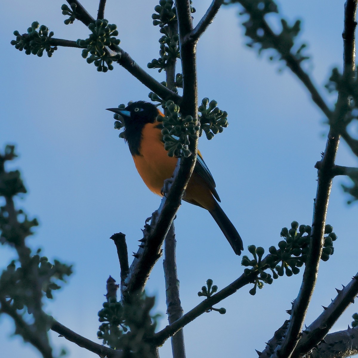 Venezuelan Troupial - ML647828603