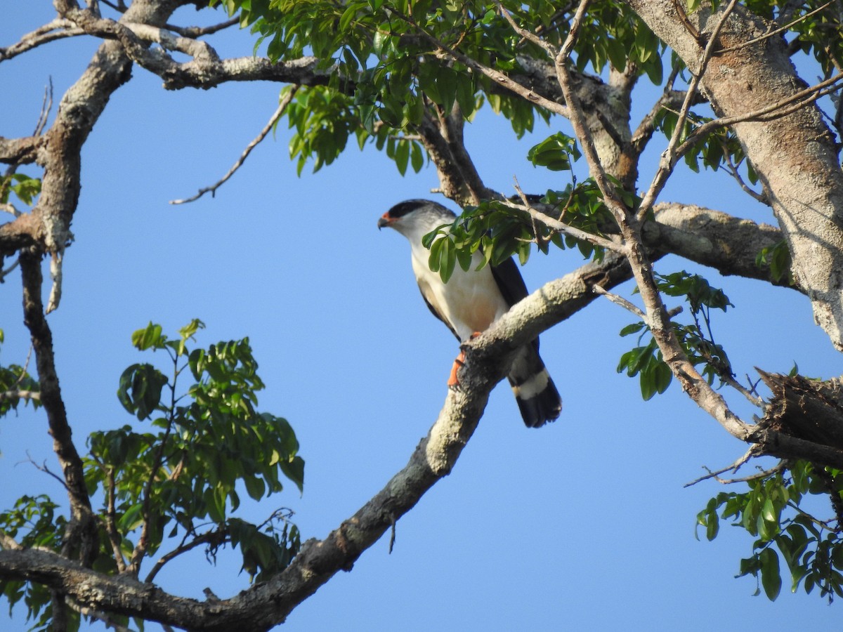 White-browed Hawk - ML647828670