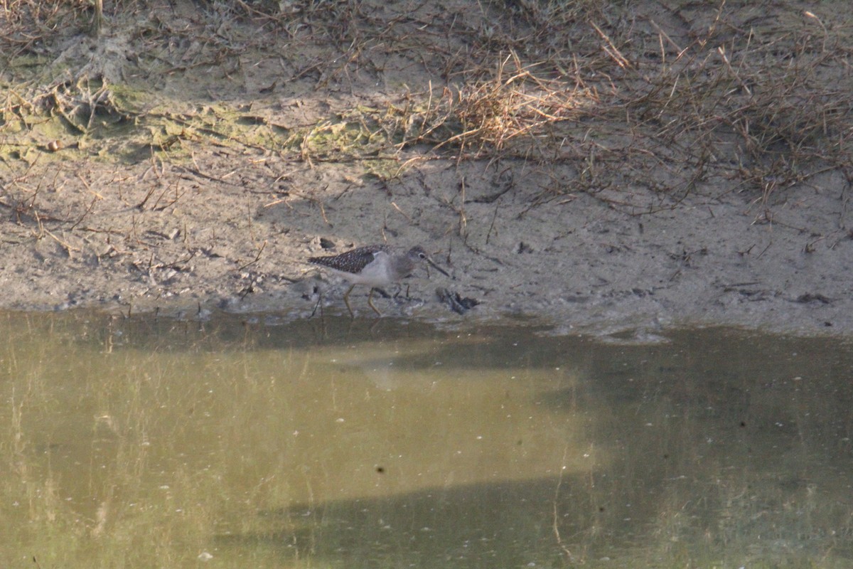 vodouš bahenní - ML647828672