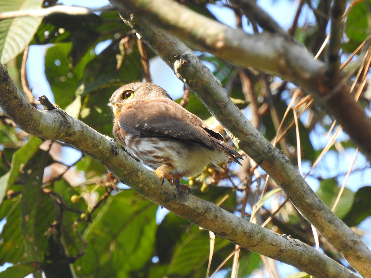 Amazonian Pygmy-Owl - ML647828673