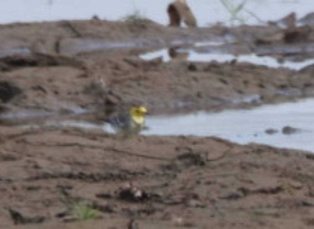 Citrine Wagtail - ML647828676