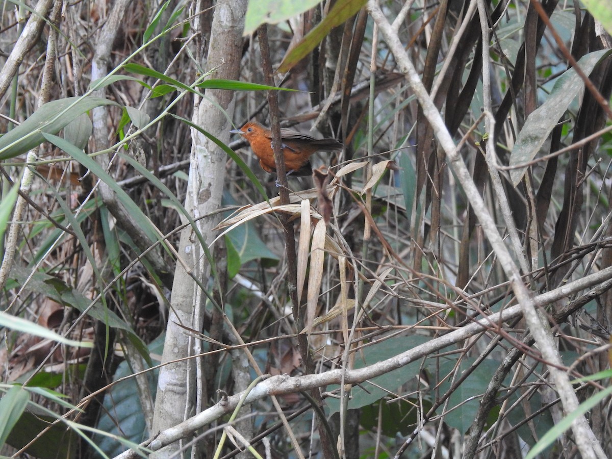 Blackish Antbird - ML647828679